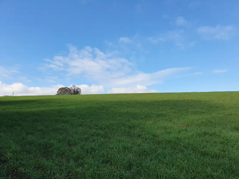 green field view